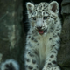 Illustration for article titled ZOMG BABY CHEETAH TRIPLETS AND SNOW LEOPARD TRIPLETS!!!